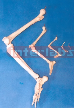 ADULT LEG BONE